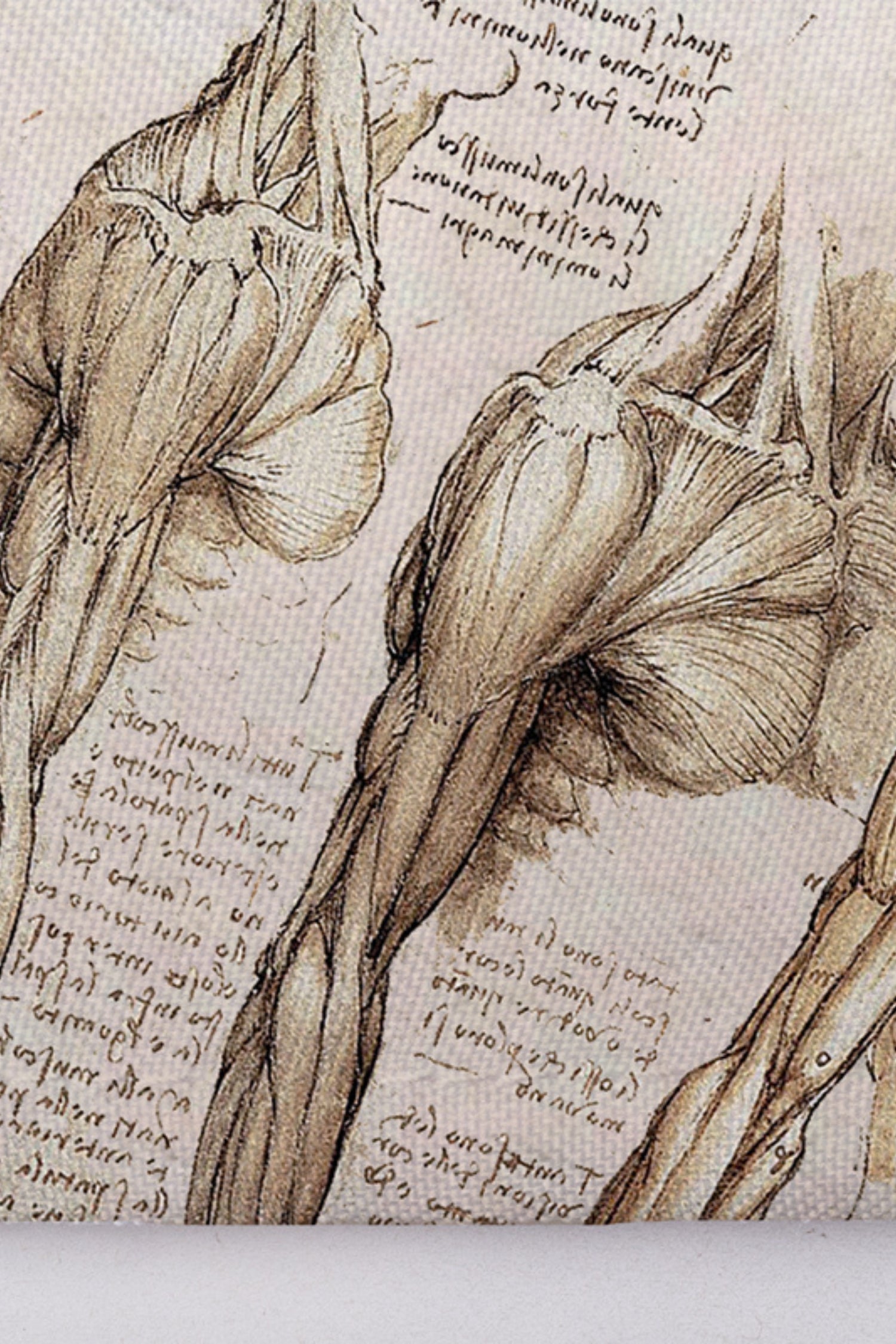 Anatomical sketch of human shoulder muscles in Calot de bloc avec motifs uniques